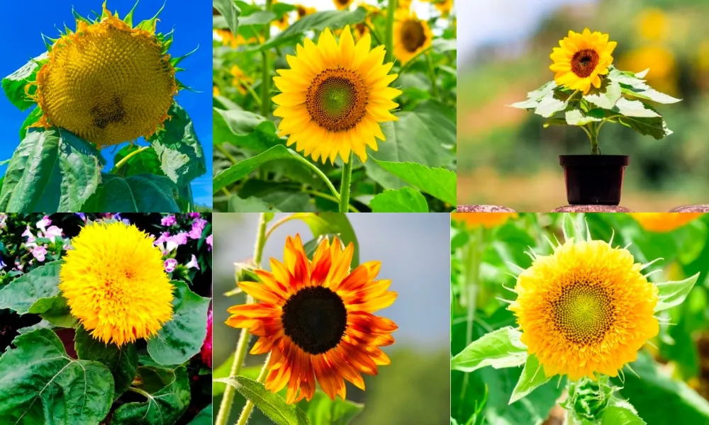 Phân loại hoa hướng dương theo kích thước