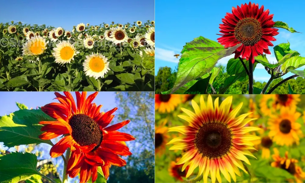 Phân loại hoa hướng dương theo màu sắc