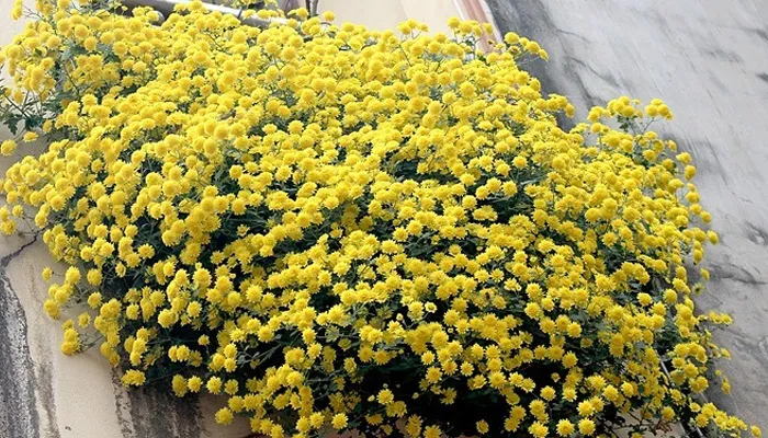 Phân loại và đặc điểm của hoa cúc chi vàng rủ