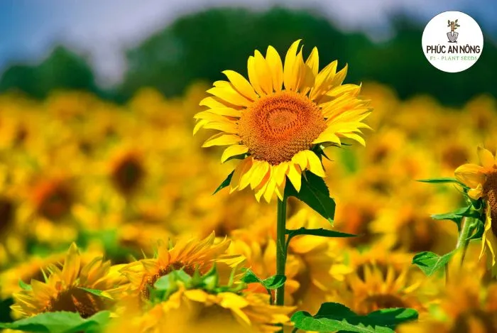 Phân loại và điều kiện sinh trưởng của hoa hướng dương