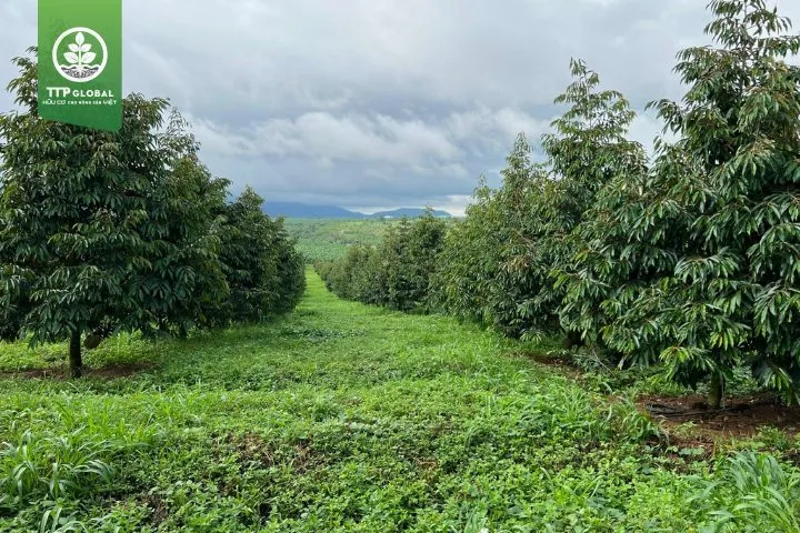 Phân tích các yếu tố chính tác động đến việc xác định khoảng cách trồng cây tắc (quất) tối ưu để tăng năng suất