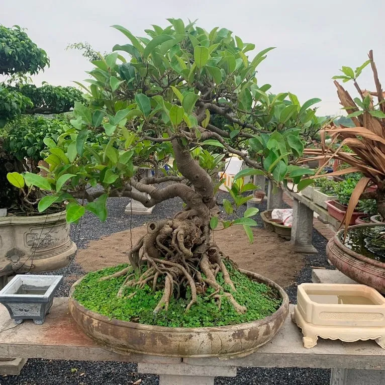 Phân tích chuyên sâu về lý do có nên trồng cây đa trong nhà (cây cổ thụ) dựa trên yếu tố kiến trúc và phong thủy.