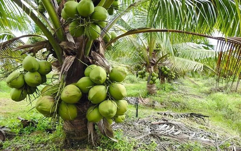 Phân tích yếu tố an toàn và lý do cây dừa không nên trồng sát cửa chính vì nguy cơ quả rụng