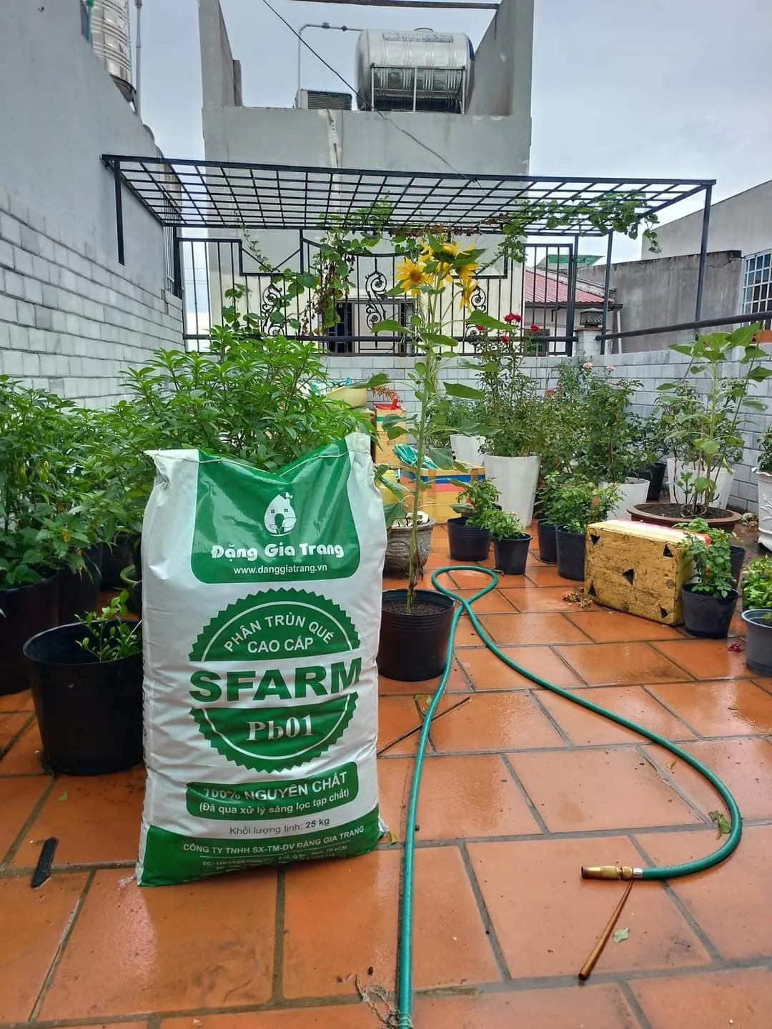 Phân trùn quế dạng bột cao cấp, rất thích hợp cho thời điểm hoa hồng con và cả hoa hồng lớn