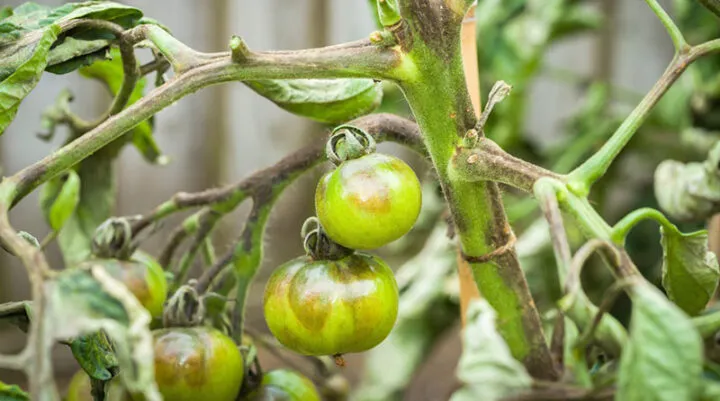 Phát hiện sớm và xử lý bệnh héo xanh thối nhũn giúp duy trì sức khỏe cho cây một lá trong quá trình trồng