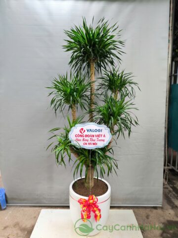 Cây Sung Nên Trồng Ở Đâu: Hướng Dẫn Vị Trí Tối Ưu Nhất Cho Tài Lộc