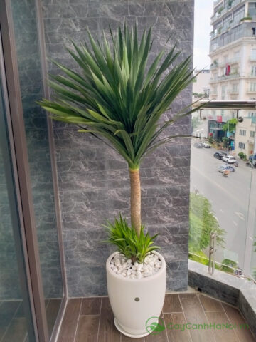 Tuổi Dần Nên Trồng Cây Gì Trong Nhà Thu Hút Tài Lộc, Vượng Khí