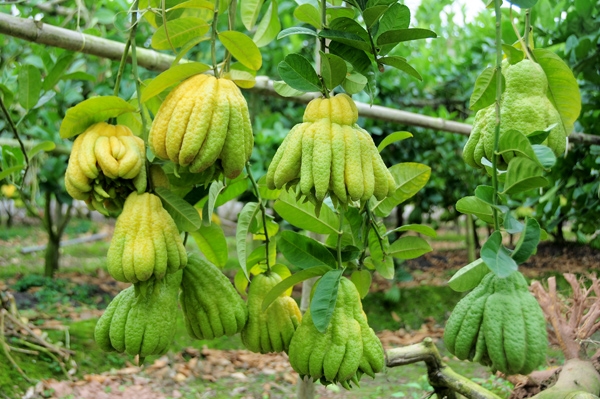 CÁCH TRỒNG CÂY PHẬT THỦ ĐẠT CHUẨN KỸ THUẬT VÀ NĂNG SUẤT CAO