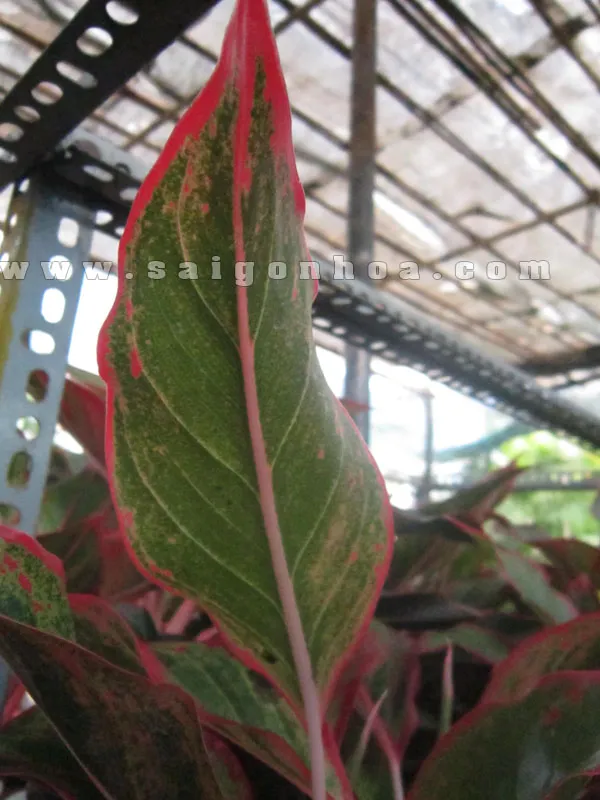 Phiến lá cây Phú Quý với viền màu đỏ nổi bật