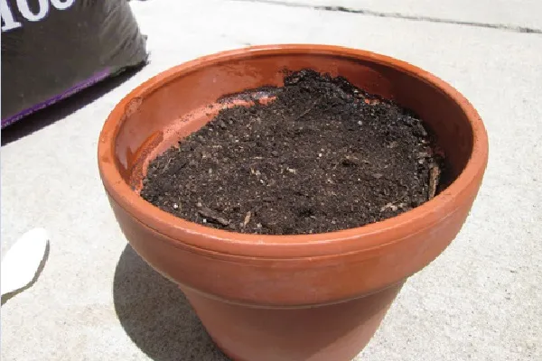 Phối trộn đất tơi xốp giàu dinh dưỡng, bước quan trọng trong kỹ thuật trồng cây cóc thái trong chậu