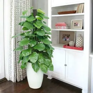 Phòng chống sâu bệnh cho cây trầu bà leo cột