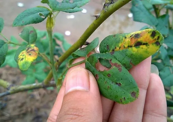 Phòng chống sâu bệnh cho hoa hồng giâm cành