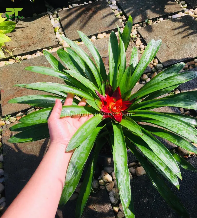 Phong Lộc Hoa cần được trồng trong đất tơi xốp, thoát nước tốt để tránh thối rễ.