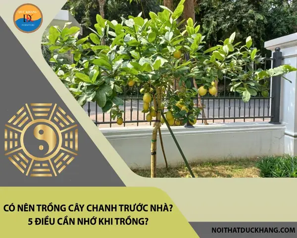 Cây Sung Nên Trồng Ở Đâu: Hướng Dẫn Vị Trí Tối Ưu Nhất Cho Tài Lộc
