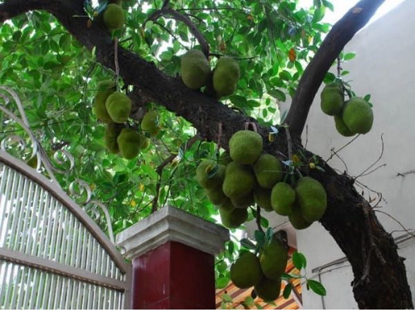 Có Nên Trồng Cây Mít Trước Nhà Hay Không: Luận Giải Phong Thủy, Giá Trị Và Vị Trí Lý Tưởng