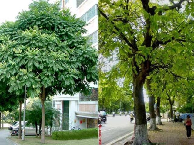 Có Nên Trồng Cây Sấu Trước Nhà Không: Giải Mã Phong Thủy Và Kỹ Thuật Trồng Cây Thân Gỗ