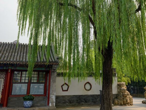 Những Cây Phong Thủy Nên Trồng Trước Nhà Để Đón Tài Lộc