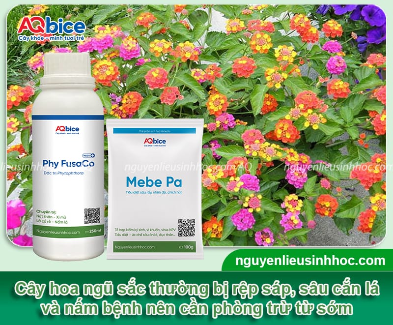 CÁCH TRỒNG HOA NGŨ SẮC BẰNG HẠT ĐÚNG KỸ THUẬT TẠI NHÀ ĐẠT TỶ LỆ NẢY MẦM CAO