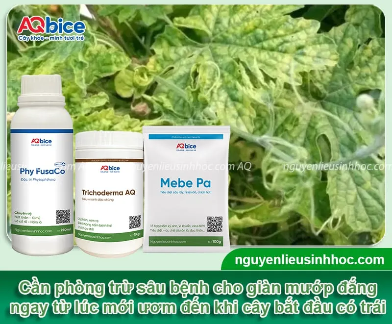 Phòng trừ sâu bệnh cho cây mướp đắng ngay từ giai đoạn đầu để giúp cây luôn khỏe mạnh, trái đạt chất lượng tiêu chuẩn