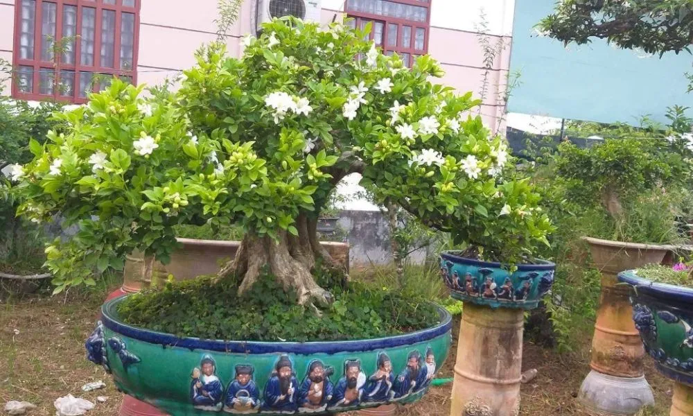 Phòng trừ sâu bệnh có cây Nguyệt Quế thường xuyên giúp cây khỏe mạnh