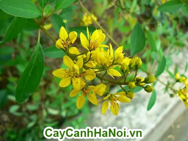 Phòng trừ sâu bệnh hại là bước không thể thiếu khi thực hiện cách chăm sóc hoa hoàng yến