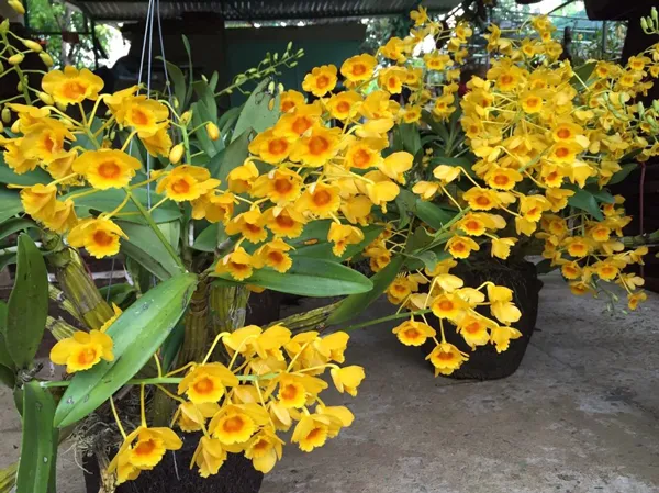 Phòng trừ sâu bệnh: Phun định kỳ để kiểm soát rệp, nhện đỏ và nấm bệnh