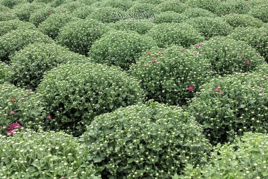 Phòng trừ sâu hại khi trồng hoa cúc để bảo vệ cây toàn diện