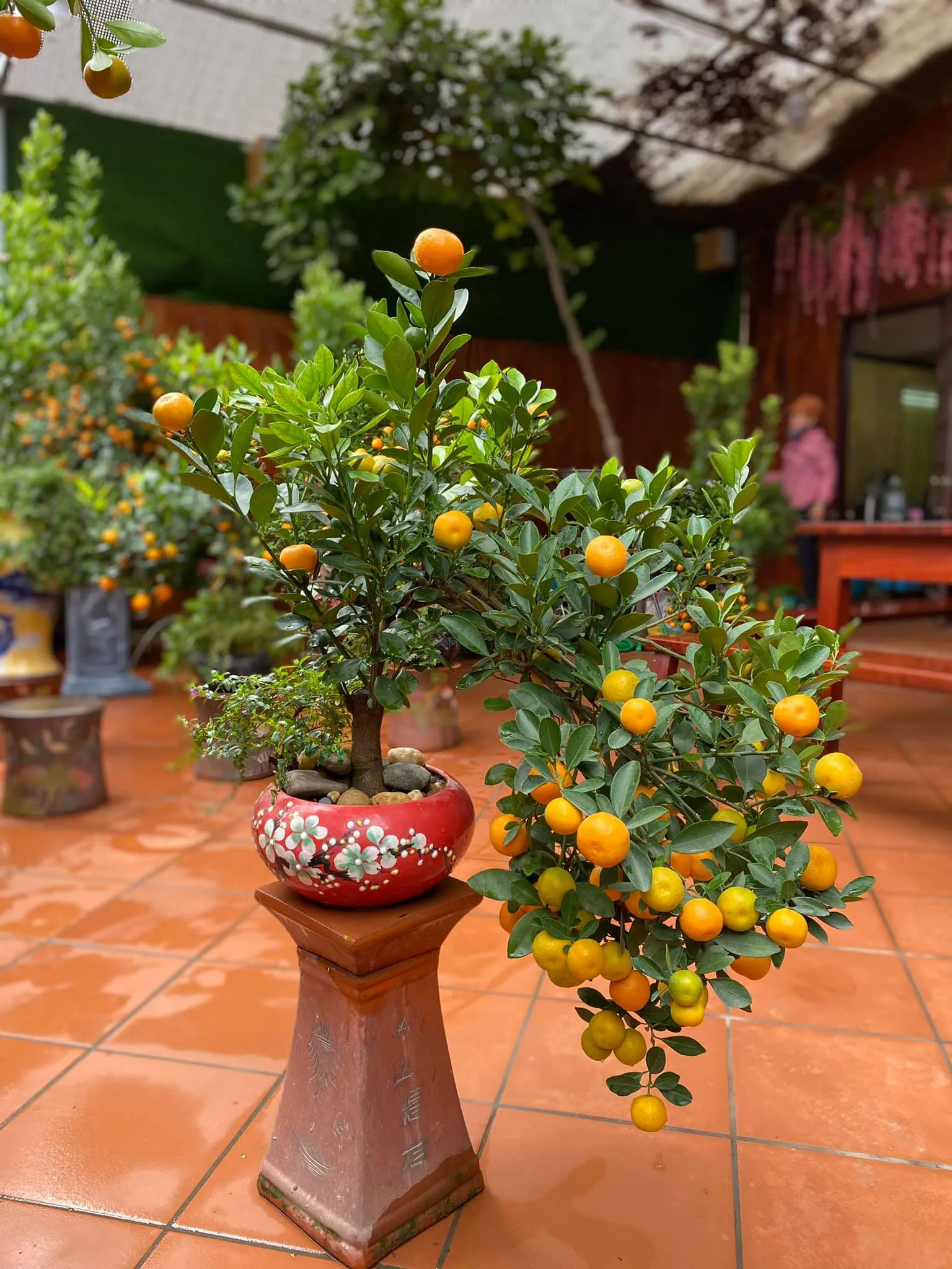 Phun dung dịch dinh dưỡng và kích thích tăng trưởng cho cây quất để hỗ trợ cây nhanh chóng hồi phục bộ rễ và lá