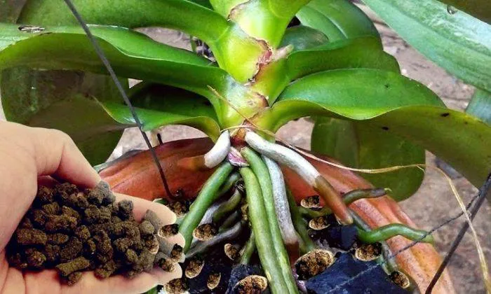 Phun phân bón kích thích rễ NPK B1 cho lan hồ điệp phục hồi