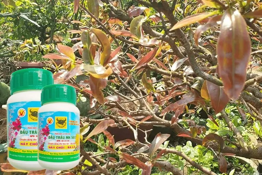 Phun phân bón lá kích thích sinh trưởng và giúp mai ra lá non mới