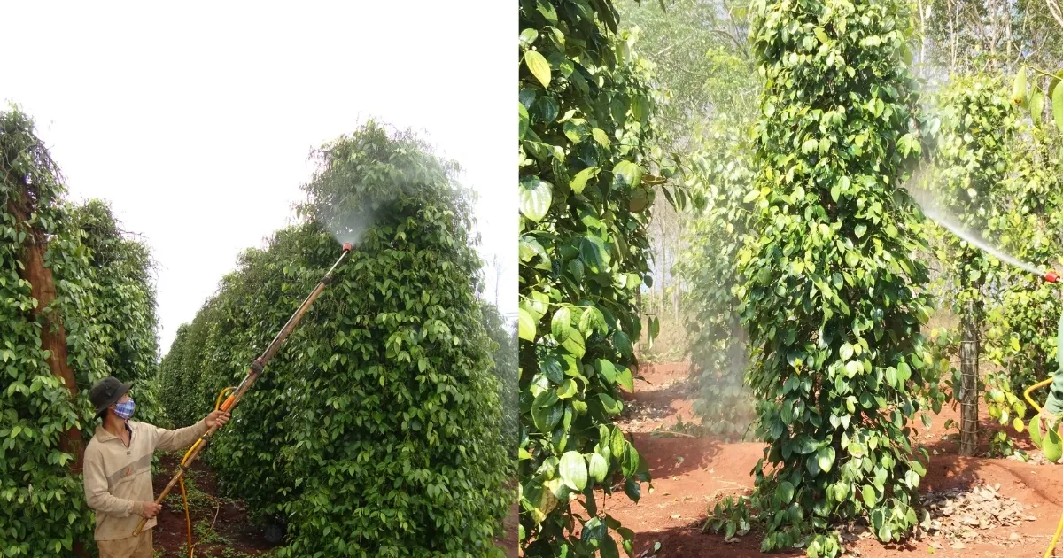 Phun rửa vườn sau thu hoạch cây hồ tiêu