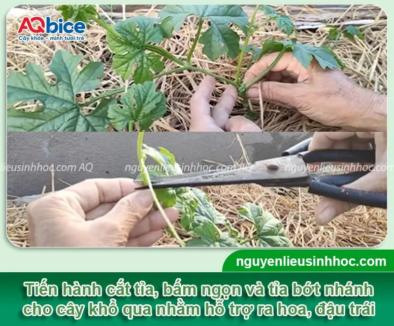 Phương pháp bấm ngọn, tỉa nhánh cần được tiến hành nhằm giúp cây phát triển nhanh, giúp ra hoa, đậu trái hiệu quả