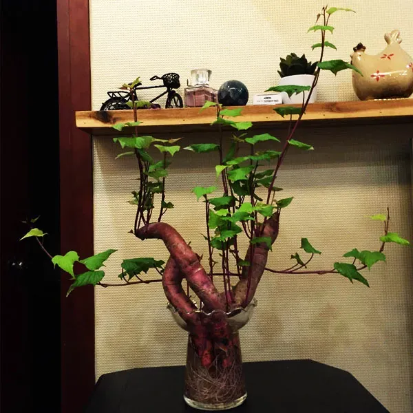 Phương pháp chăm sóc cây khoai lang cảnh giúp lá phát triển xanh tốt