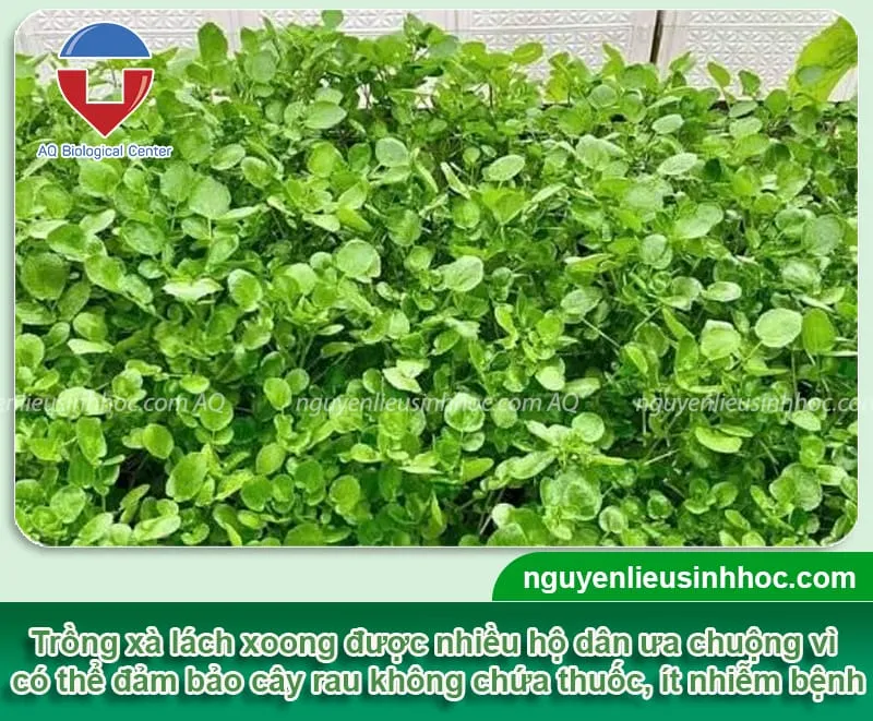 Phương pháp gieo trồng và chăm sóc cây xà lách xanh tốt tại nhà