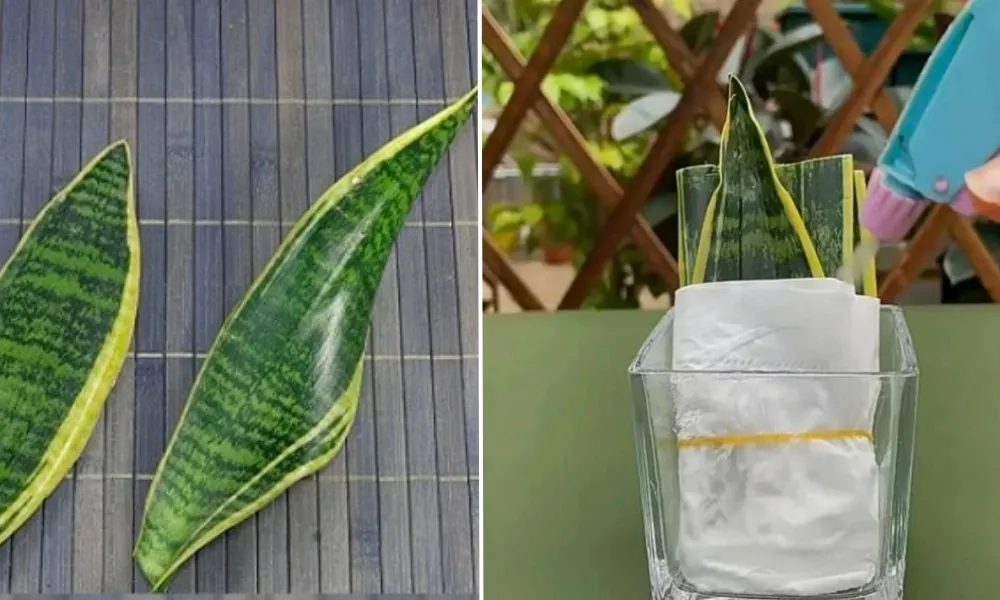 Phương pháp nhân giống cây lưỡi hổ hiệu quả bằng khăn giấy ẩm