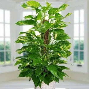 Phương pháp nhân giống cây trầu ông bằng cành có mầm, đảm bảo giữ được đặc điểm sinh trưởng của cây