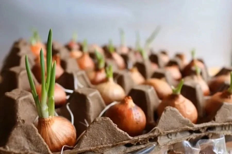 Phương pháp trồng cây hành lá không cần đất sử dụng vỉ trứng giấy và nước