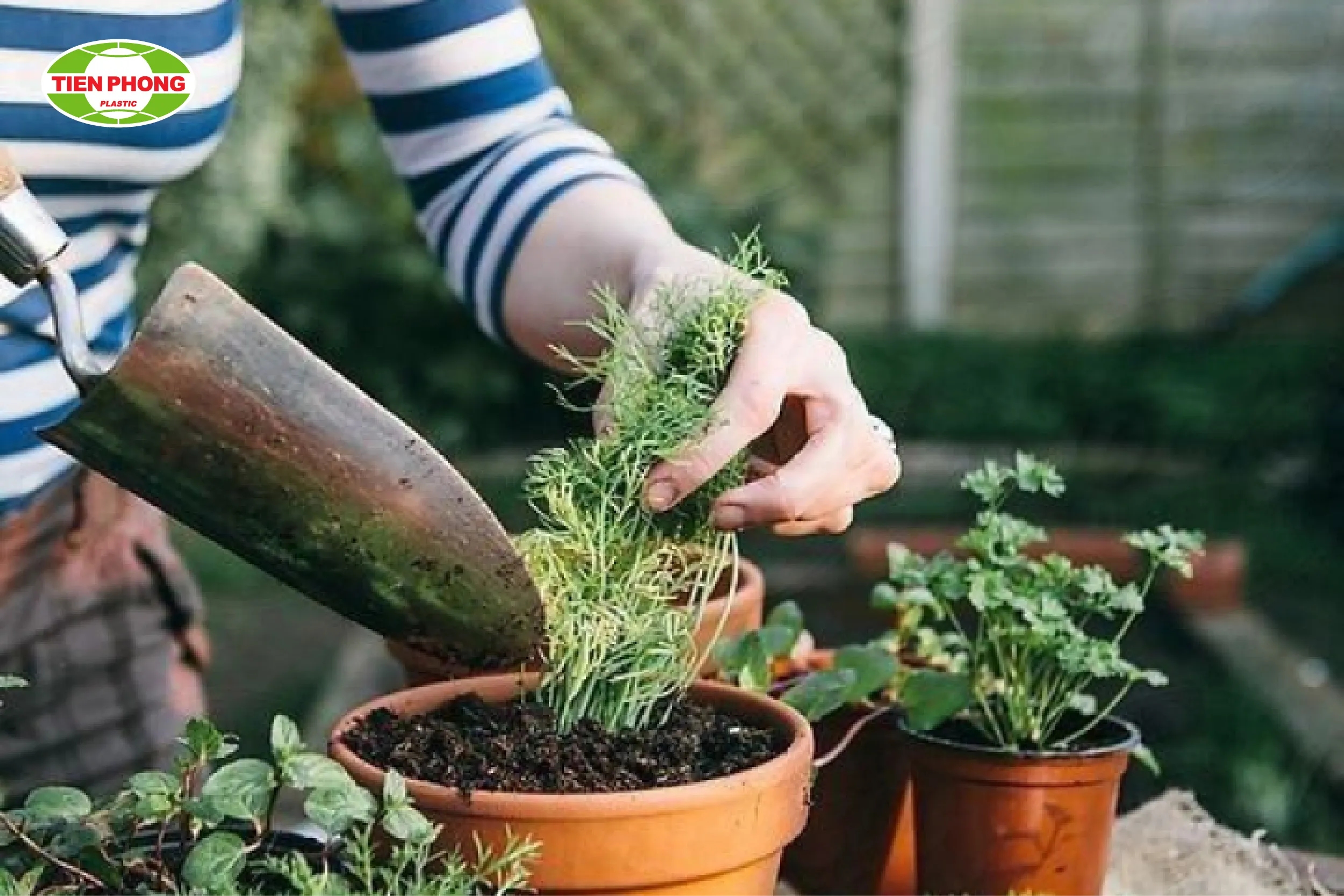 Phương pháp trồng cây trong chậu tại nhà tối ưu cho không gian hẹp