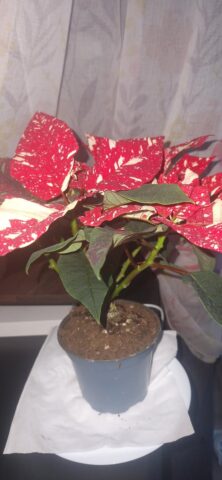 Có Nên Trồng Cây Trạng Nguyên Trong Nhà: Lợi Ích, Kỹ Thuật Và Cảnh Báo Độc Tính