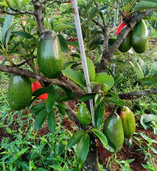 Quả bơ sáp da xanh chất lượng cao đang được thu hoạch và phân loại