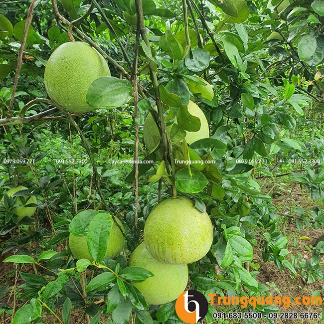 Quả bưởi diễn căng tròn vỏ mỏng