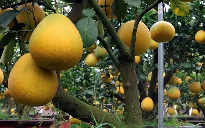 Quả bưởi non cần được chăm sóc và bảo vệ khỏi sâu bệnh để phát triển tốt