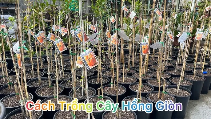 Quả cam xoàn chín vàng trên cành với vết sẹo "hai đồng tiền"