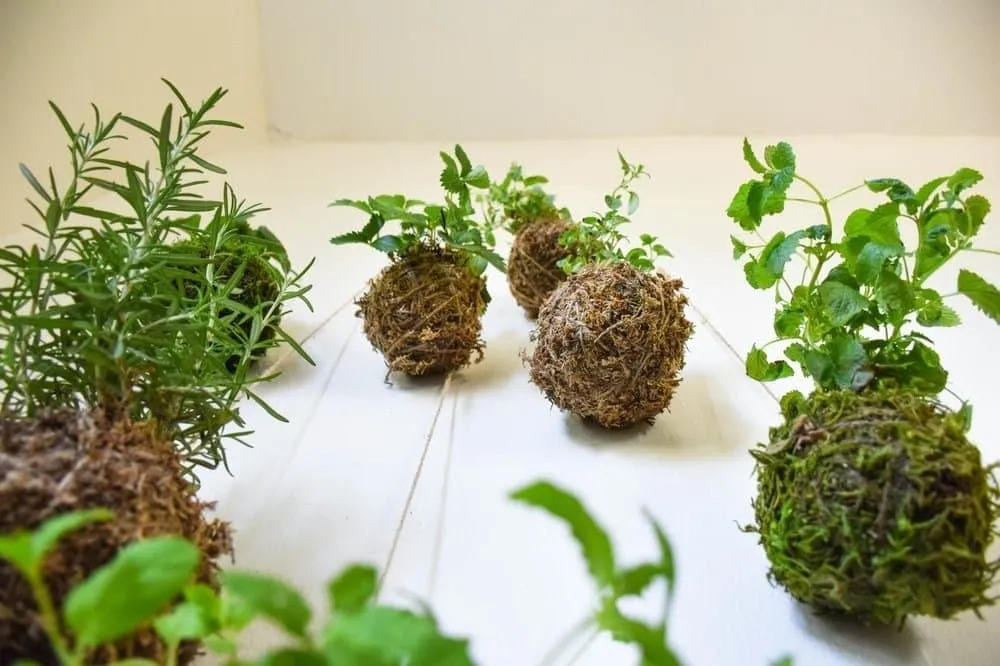 Quả cầu Kokedama hoàn hảo thể hiện triết lý Wabi Sabi của Nhật Bản