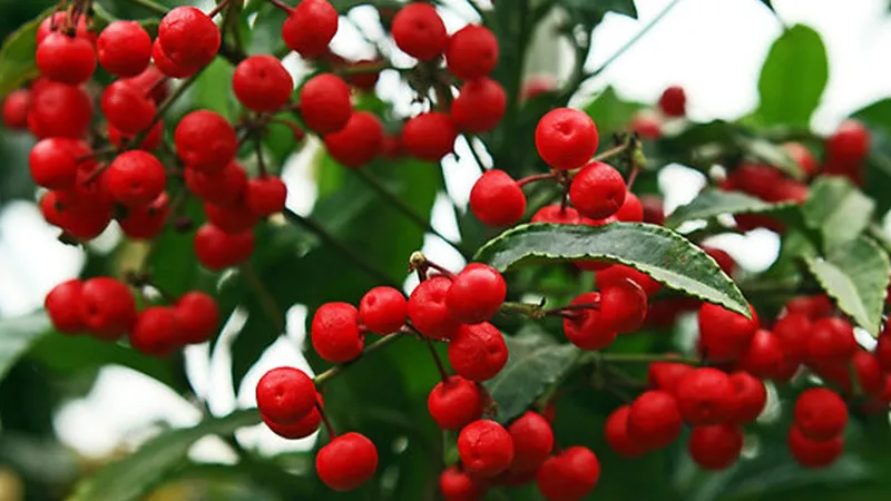 Quả cây kim ngân lượng chín đỏ mọng đẹp mắt