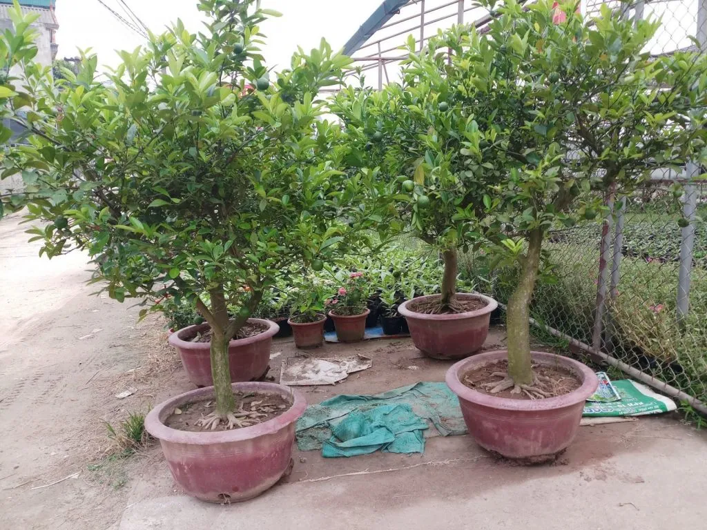 Quả chanh non đậu kín cành sau khi áp dụng các biện pháp kích thích chanh ra hoa đúng kỹ thuật.