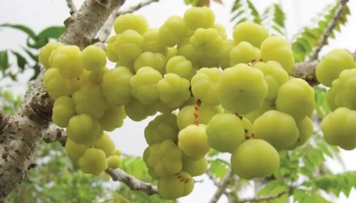 Quả chùm ruột được thu hoạch và hạt giống được chọn lọc kỹ lưỡng để đảm bảo năng suất