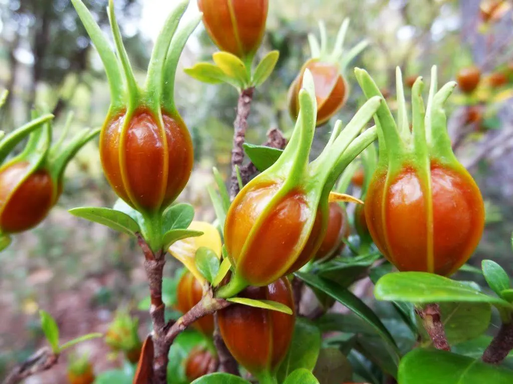 Quả dành dành chín màu vàng cam, được thu hoạch để làm thuốc và phẩm màu tự nhiên