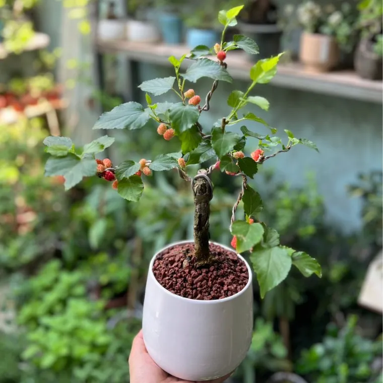 Quả dâu tằm chín