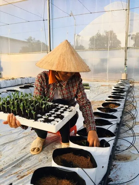 Quả dưa lưới đang phát triển trên giàn, cho thấy lớp lưới bắt đầu hình thành và cần được chăm sóc cây dưa lưới cẩn thận để đạt chất lượng tốt.